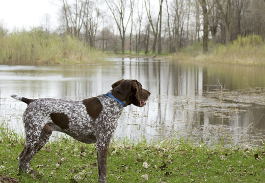 Les avantages du collier GPS pour chien